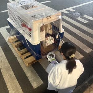 カナダからグレートピレニーズ2頭が到着しました